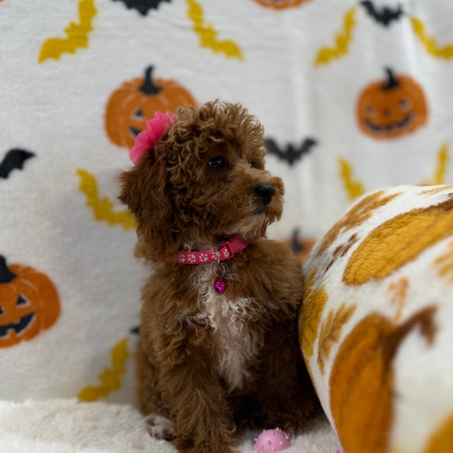 BELLA (Toy/Mini Poodle)