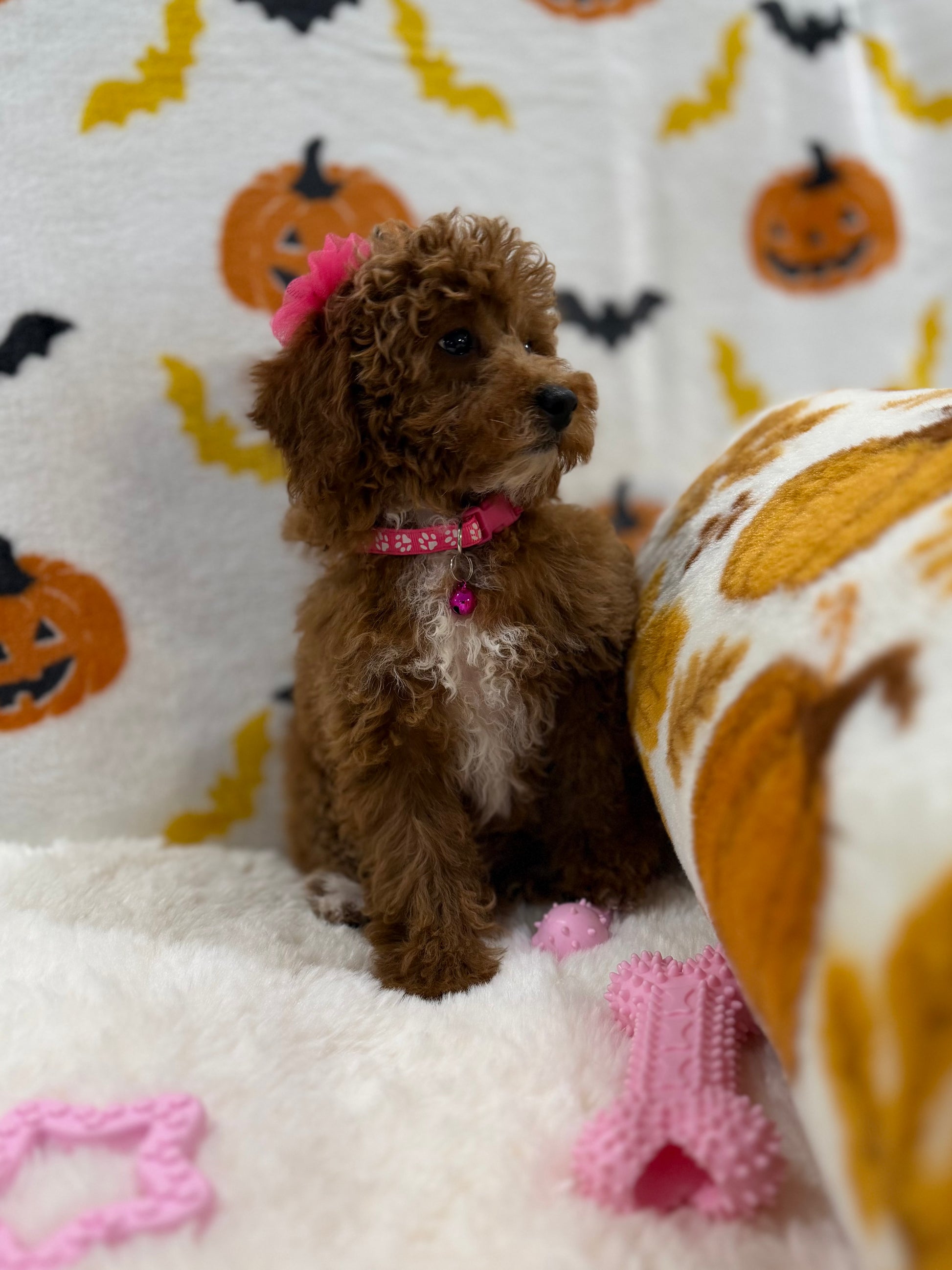 BELLA (Toy/Mini Poodle)