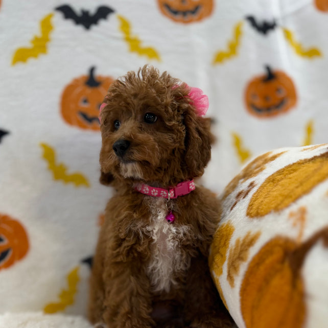 BELLA (Toy/Mini Poodle)