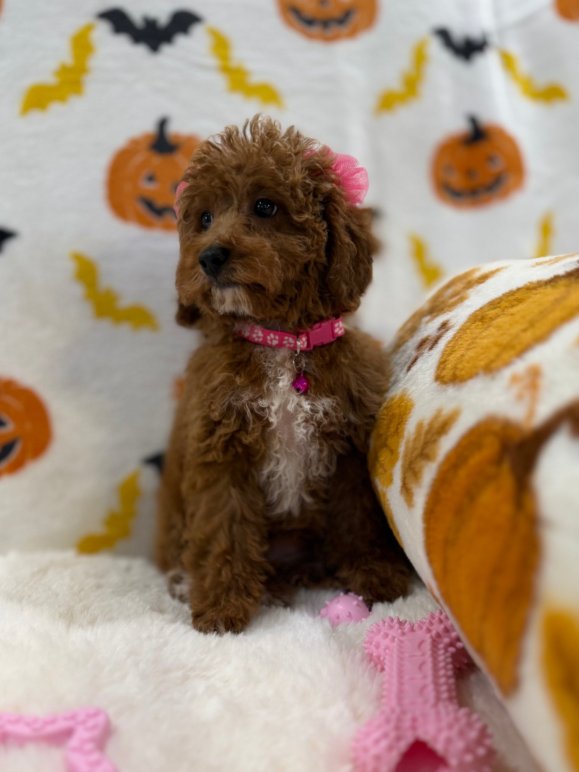 BELLA (Toy/Mini Poodle)