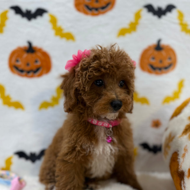 BELLA (Toy/Mini Poodle)