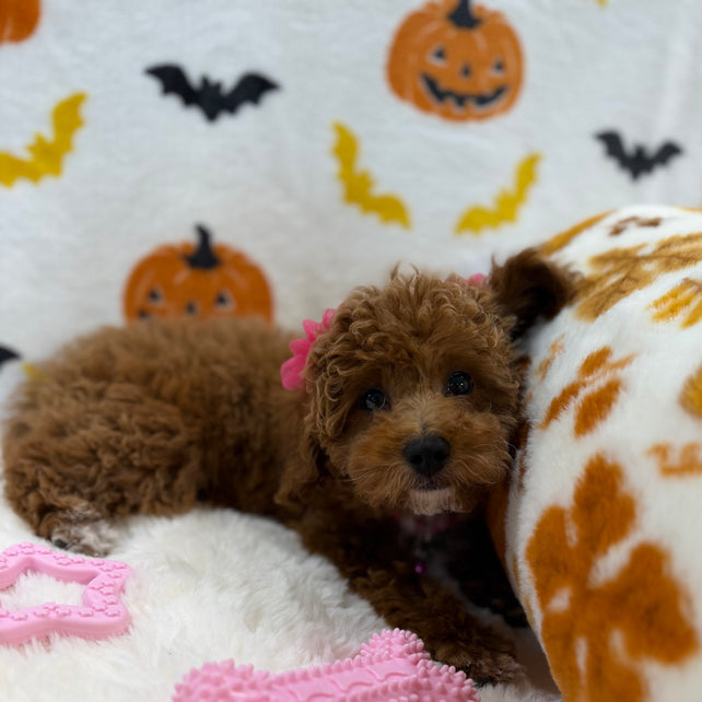 BELLA (Toy/Mini Poodle)