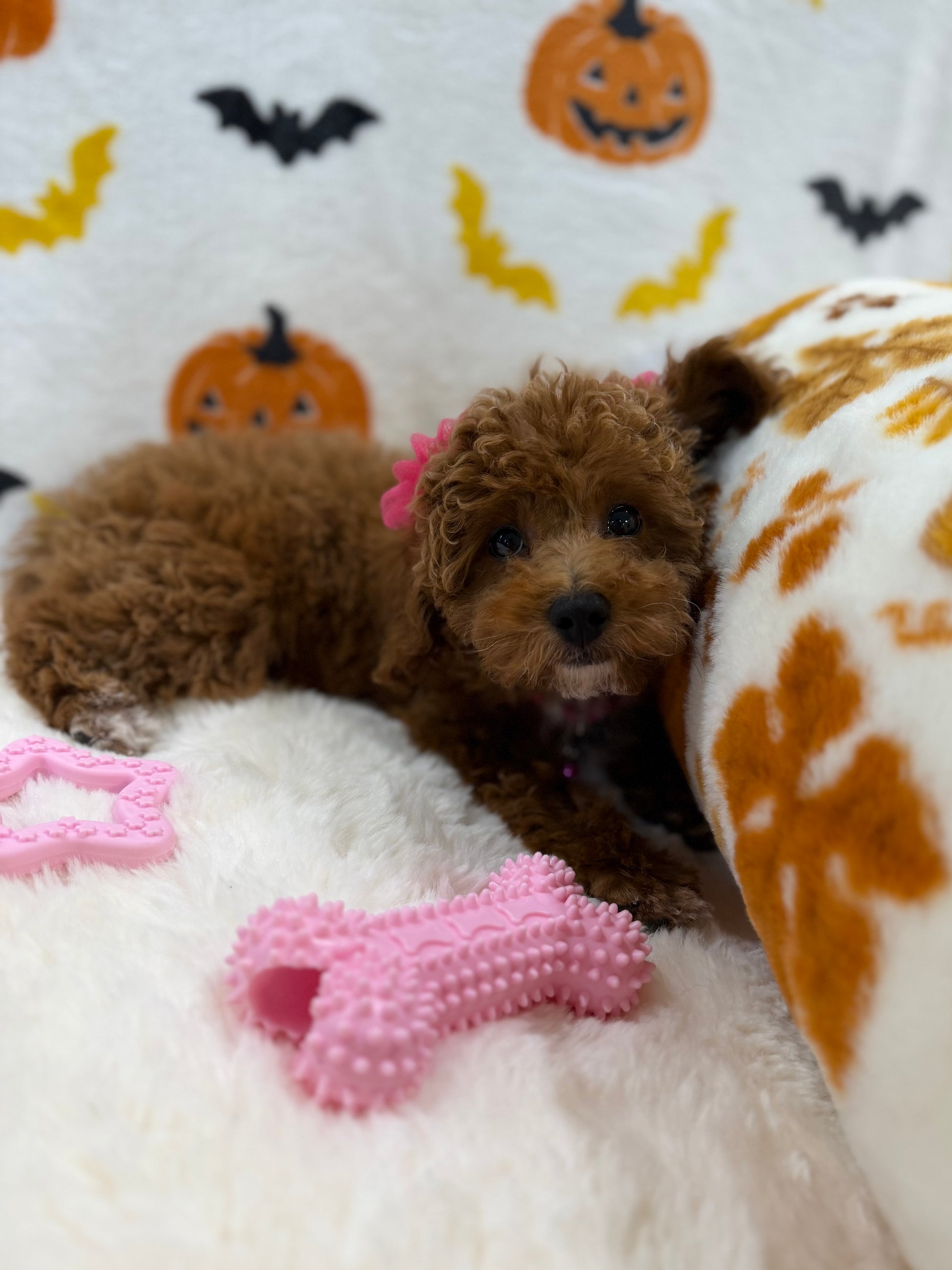 BELLA (Toy/Mini Poodle)
