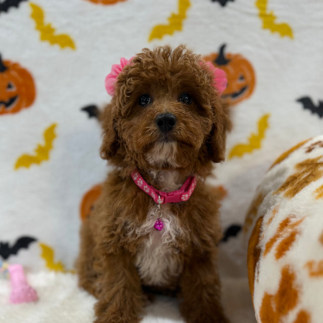 BELLA (Toy/Mini Poodle)