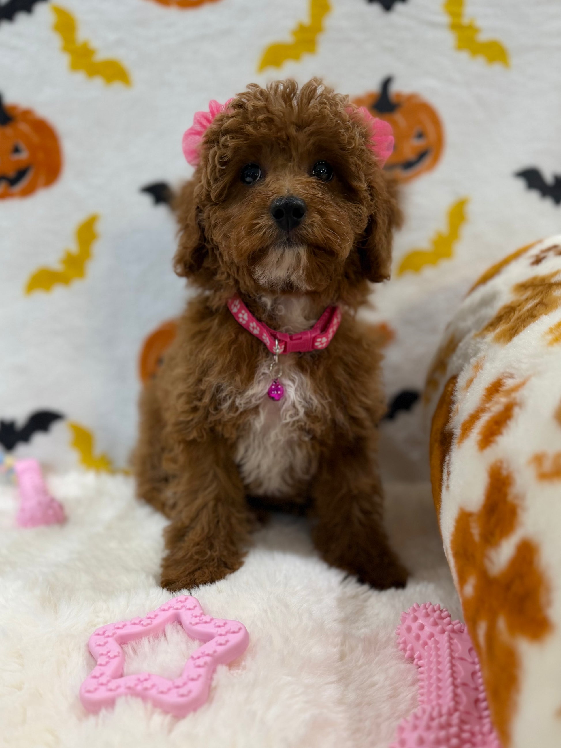 BELLA (Toy/Mini Poodle)