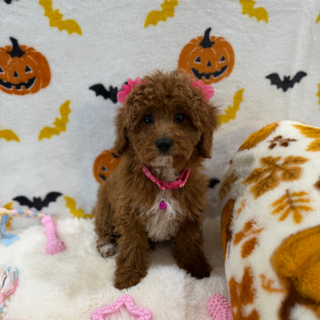 BELLA (Toy/Mini Poodle)