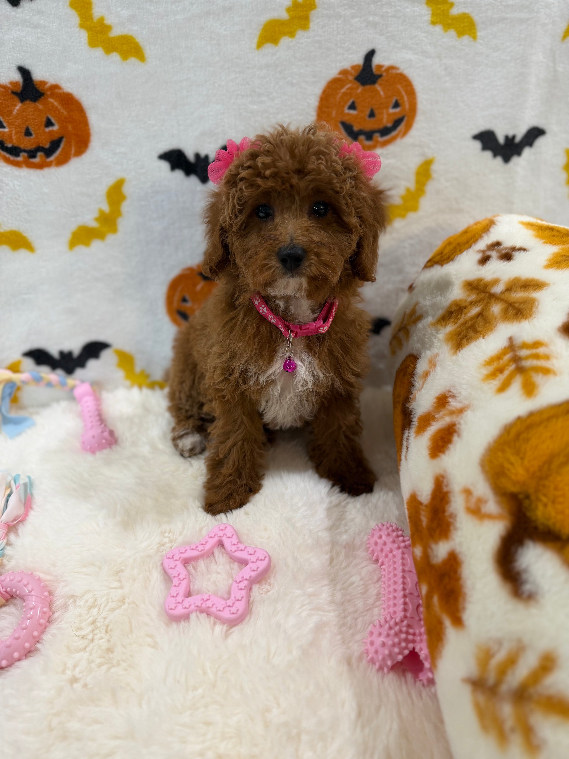 BELLA (Toy/Mini Poodle)