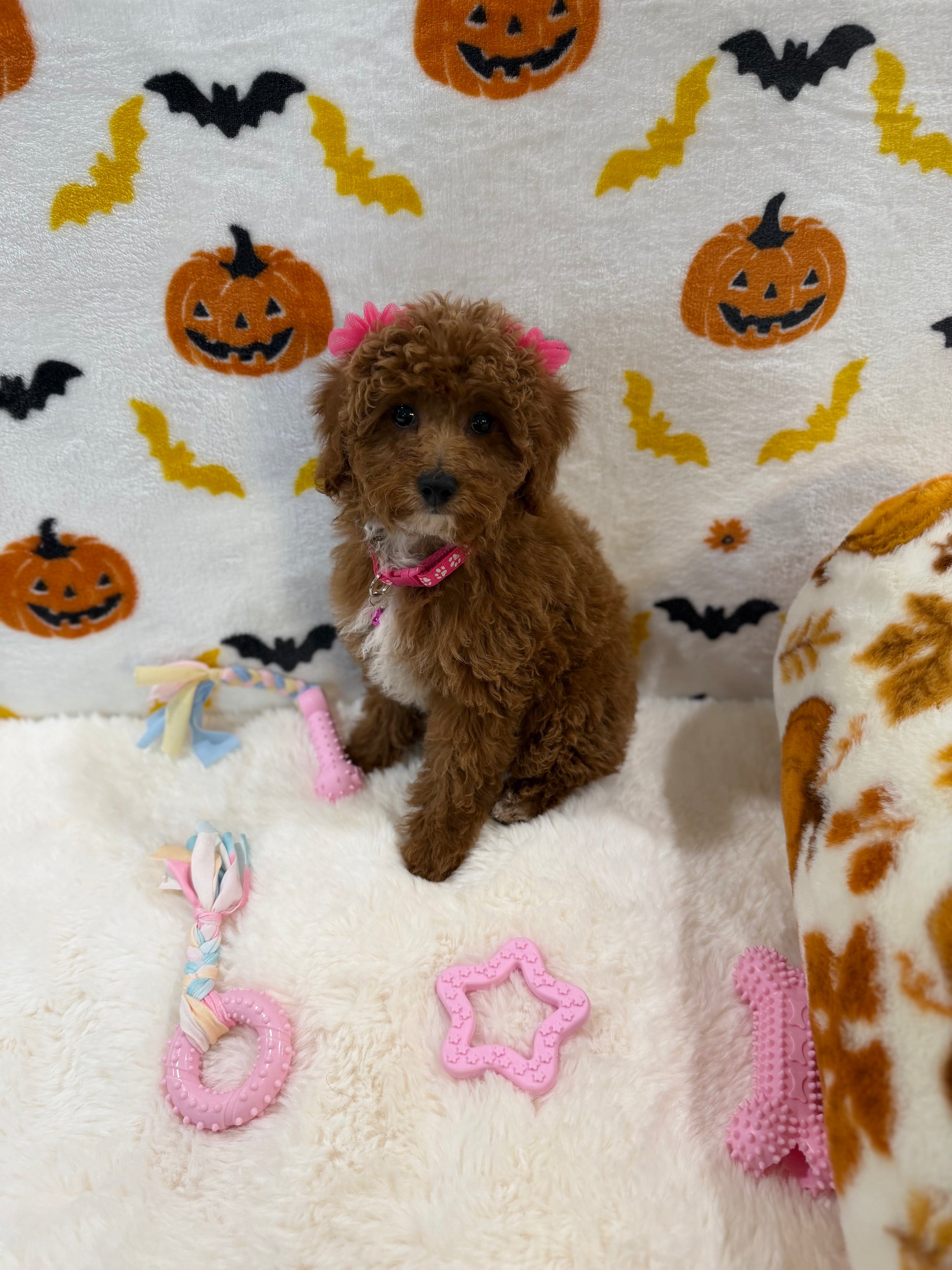 BELLA (Toy/Mini Poodle)