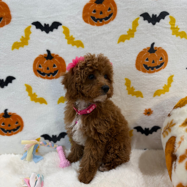 BELLA (Toy/Mini Poodle)