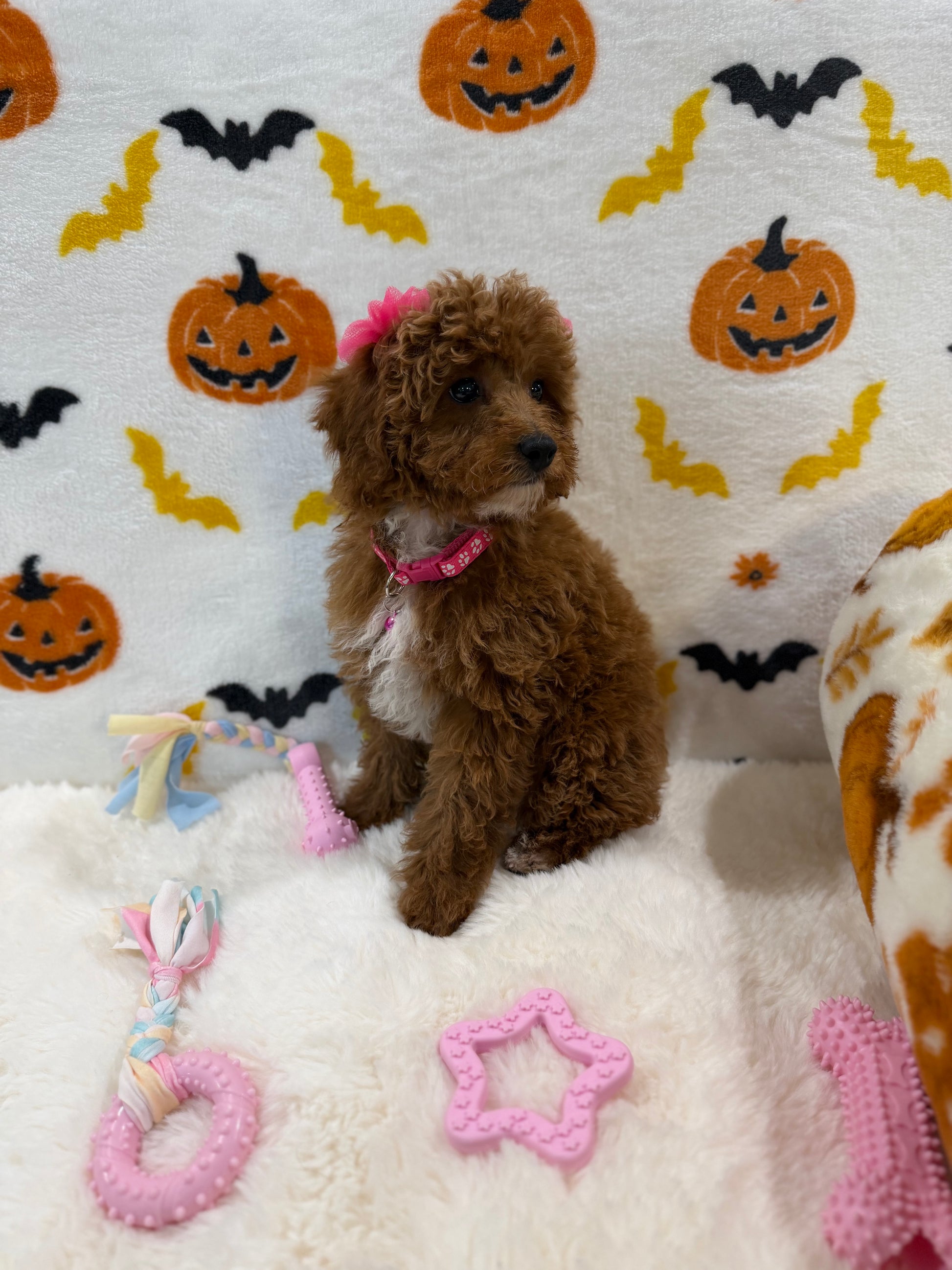 BELLA (Toy/Mini Poodle)