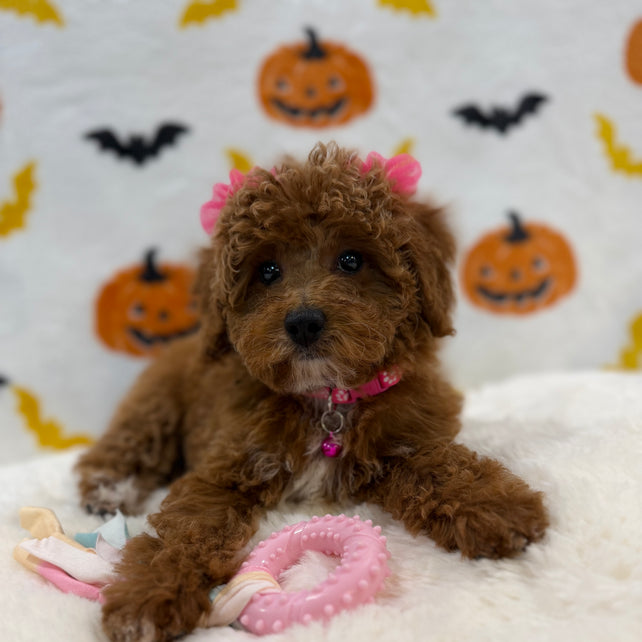 BELLA (Toy/Mini Poodle)