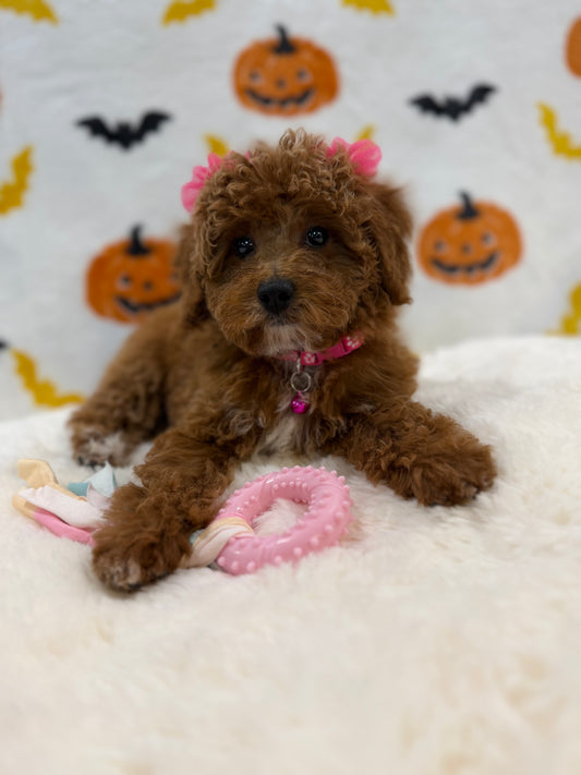 BELLA (Toy/Mini Poodle)