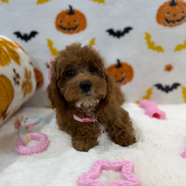 BRUNA (Mini Poodle)