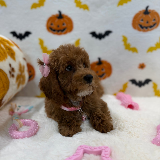 BRUNA (Mini Poodle)