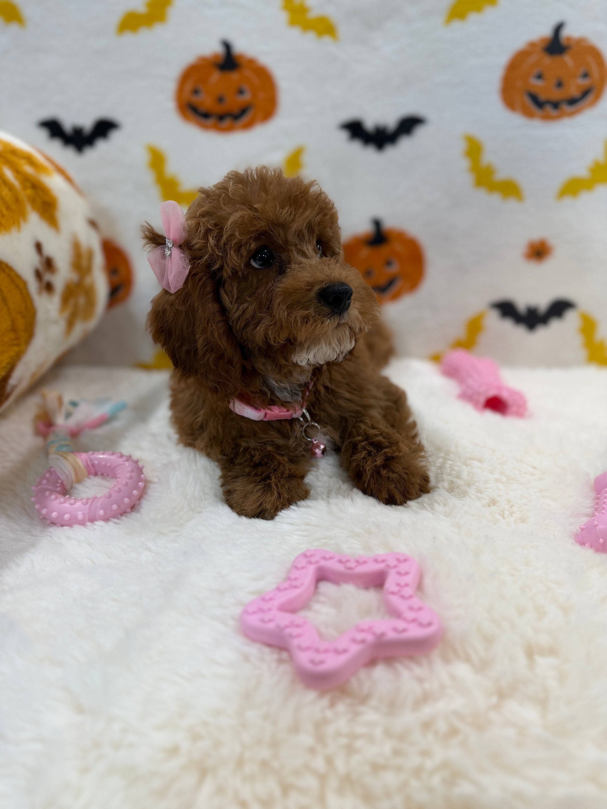 BRUNA (Mini Poodle)