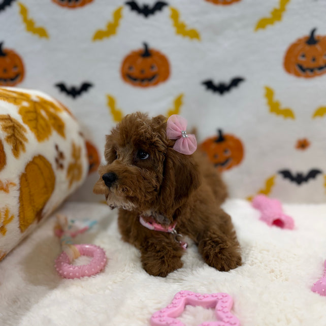 BRUNA (Mini Poodle)
