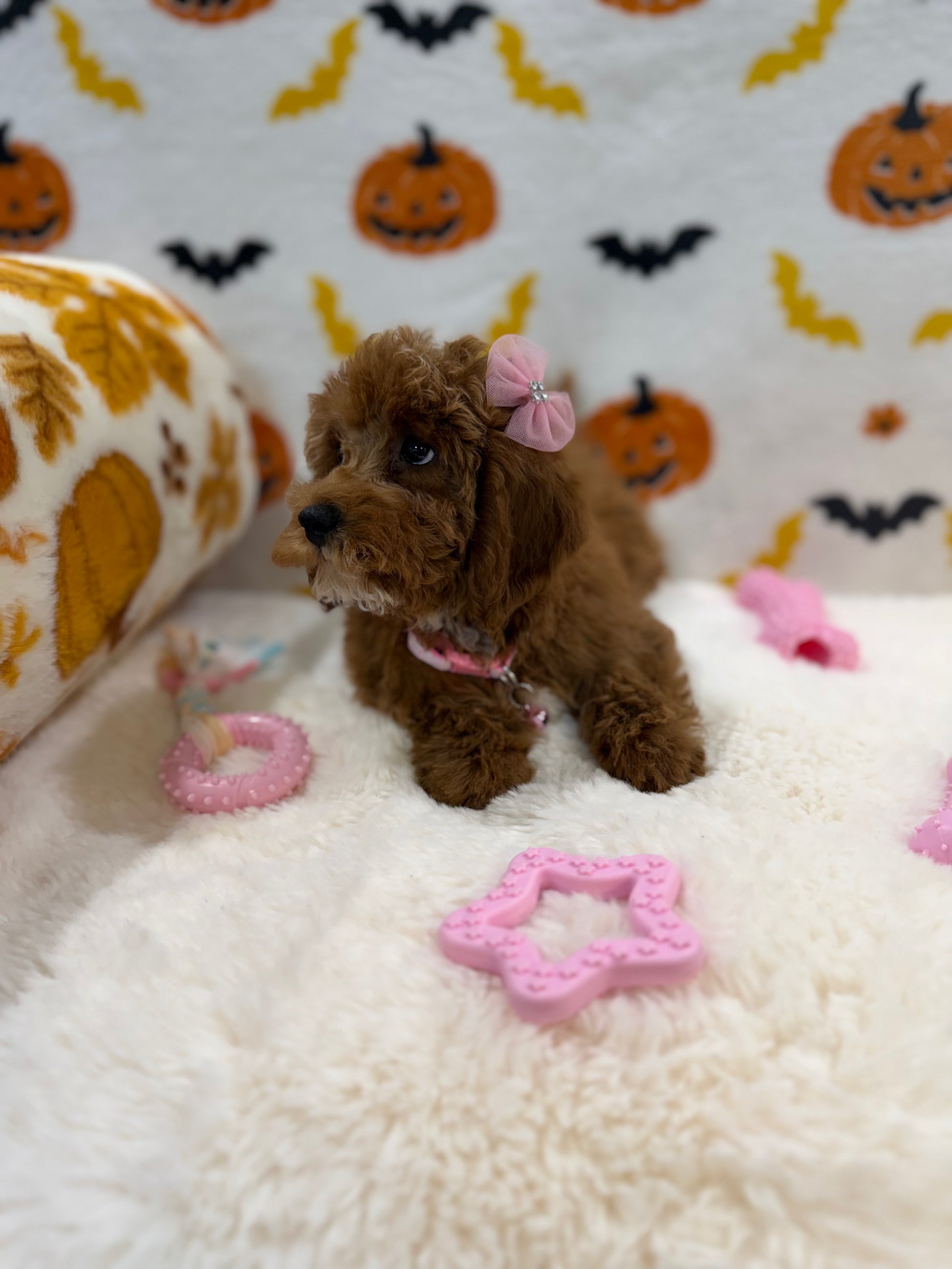 BRUNA (Mini Poodle)