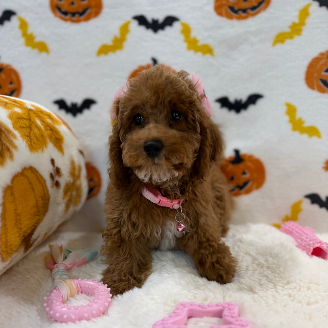 BRUNA (Mini Poodle)