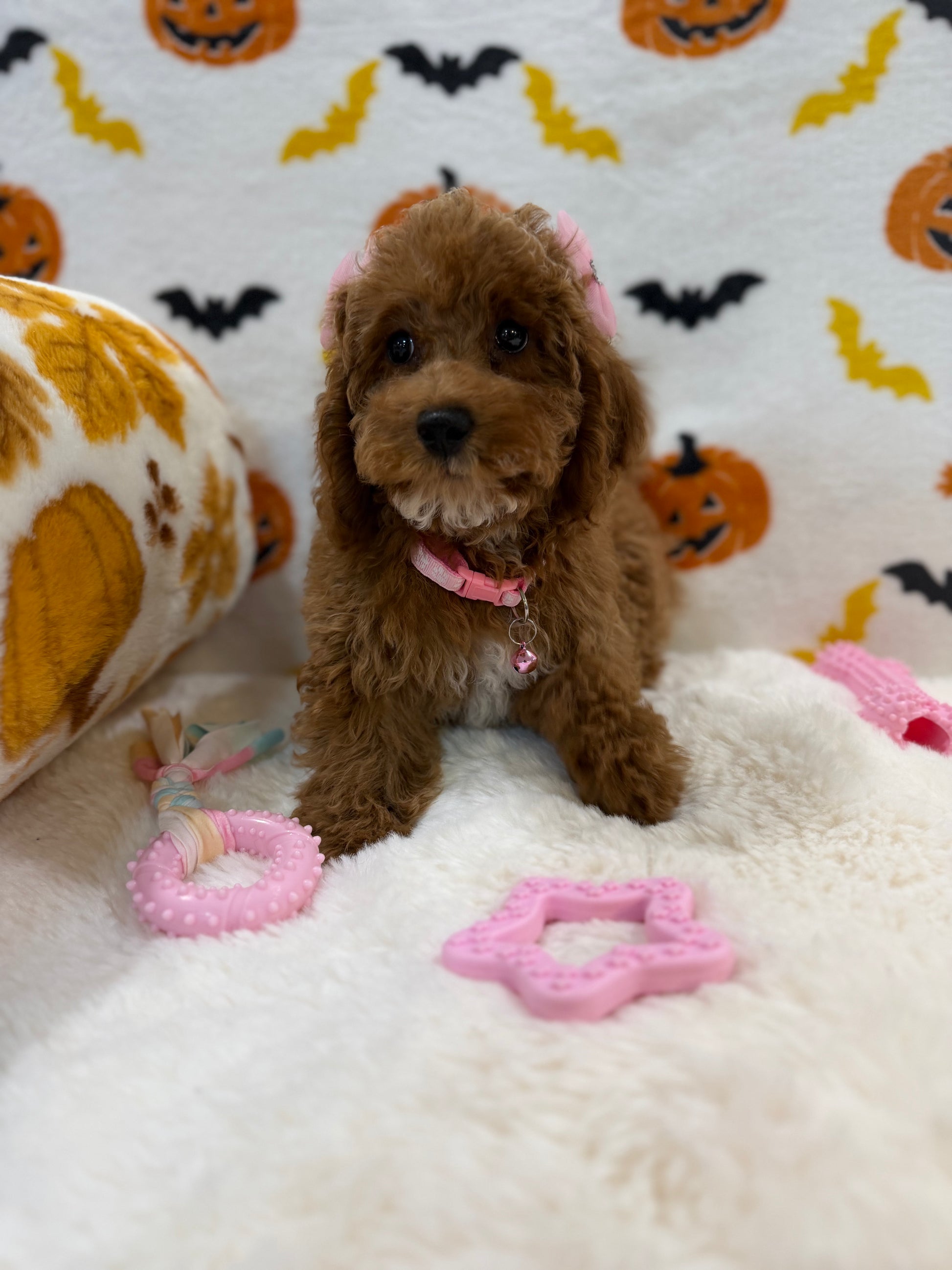 BRUNA (Mini Poodle)