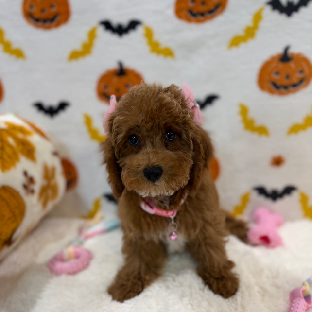 BRUNA (Mini Poodle)