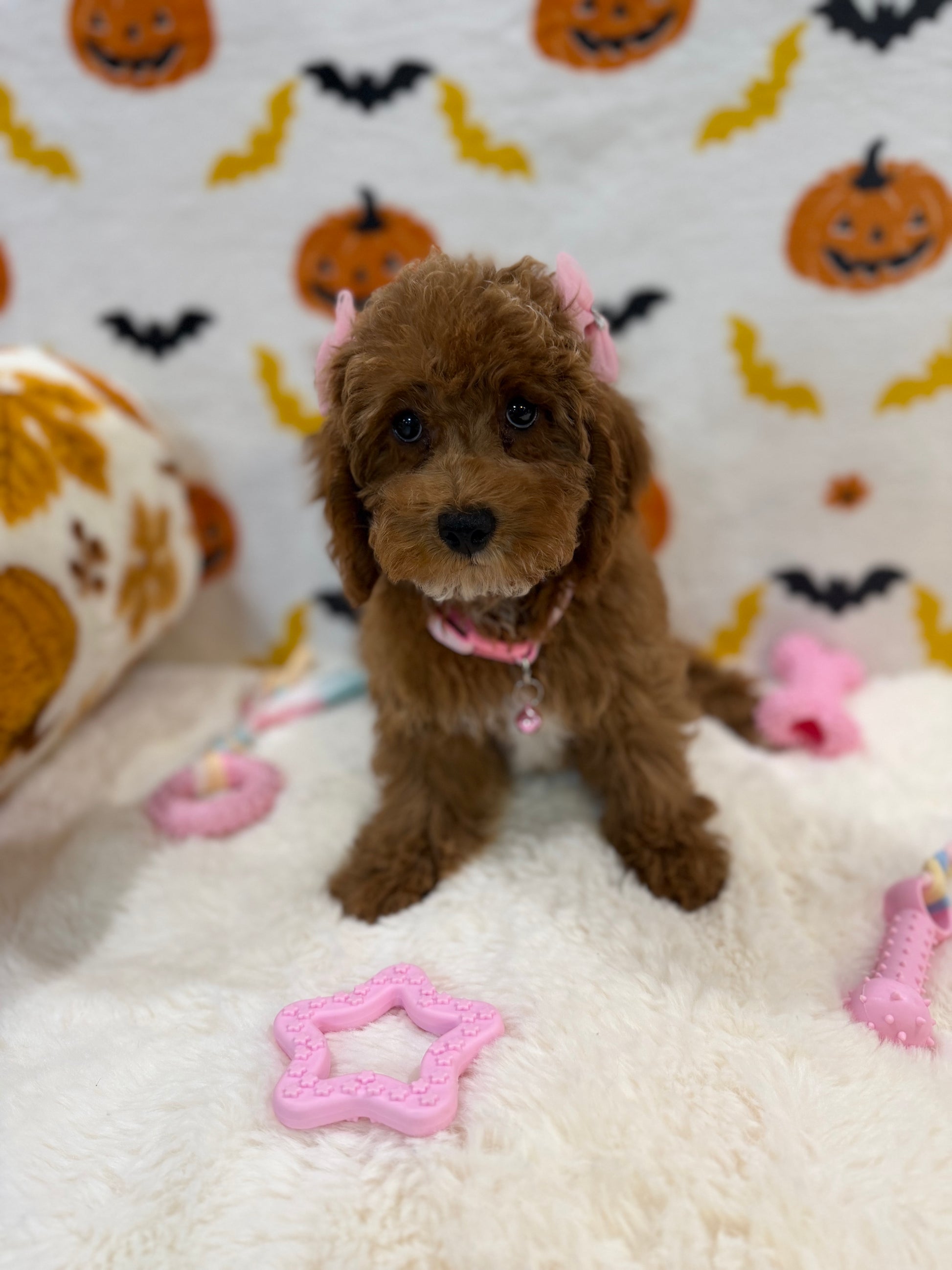 BRUNA (Mini Poodle)