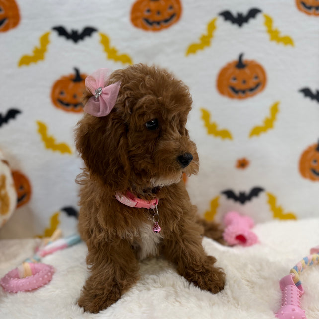 BRUNA (Mini Poodle)