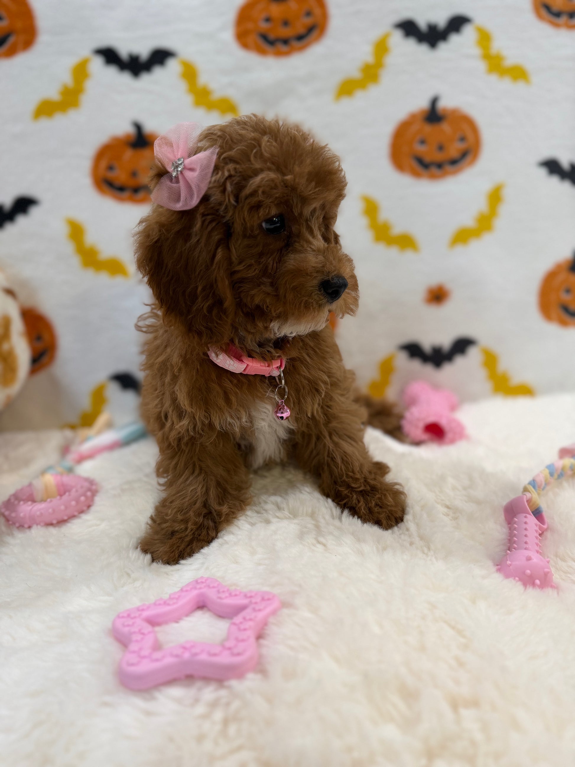 BRUNA (Mini Poodle)