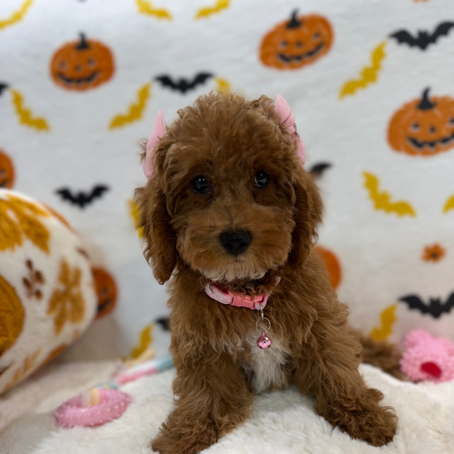 BRUNA (Mini Poodle)