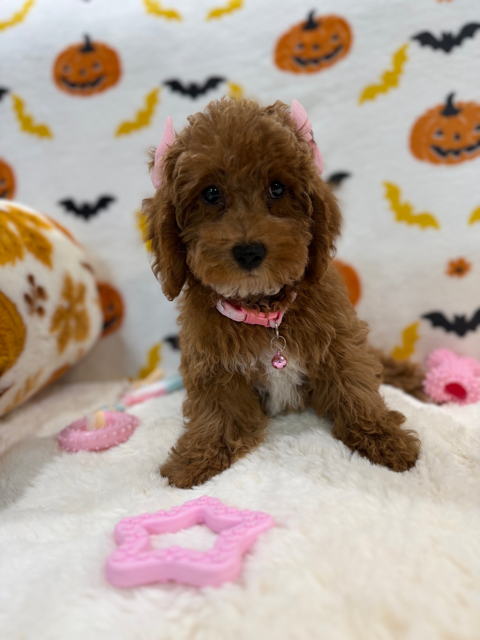BRUNA (Mini Poodle)