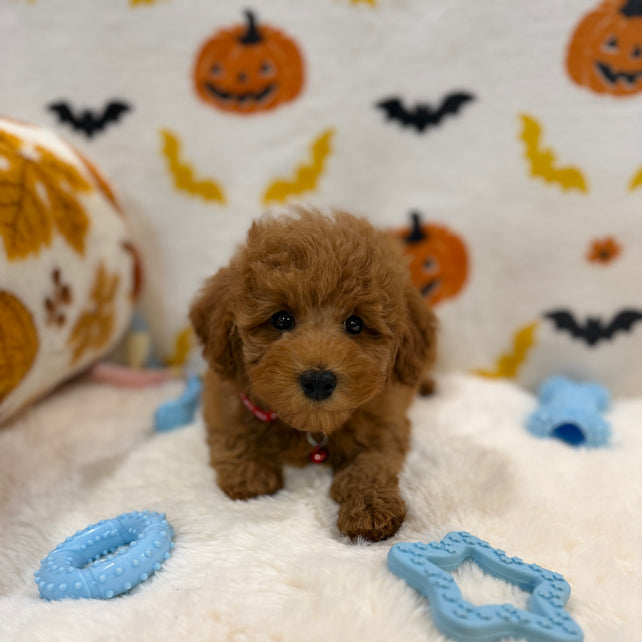 RICE (ACA Toy/Mini Poodle)