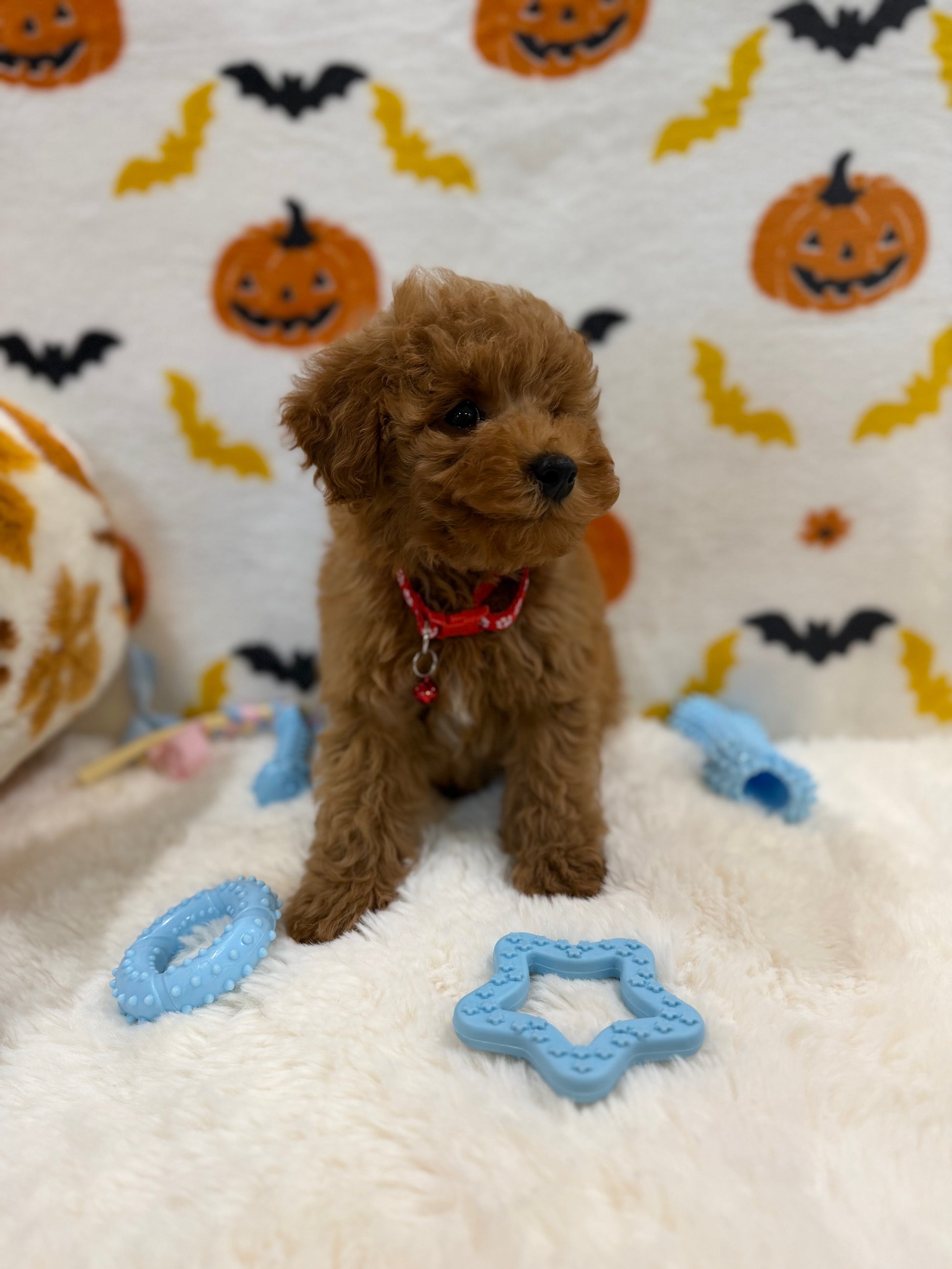 RICE (ACA Toy/Mini Poodle)