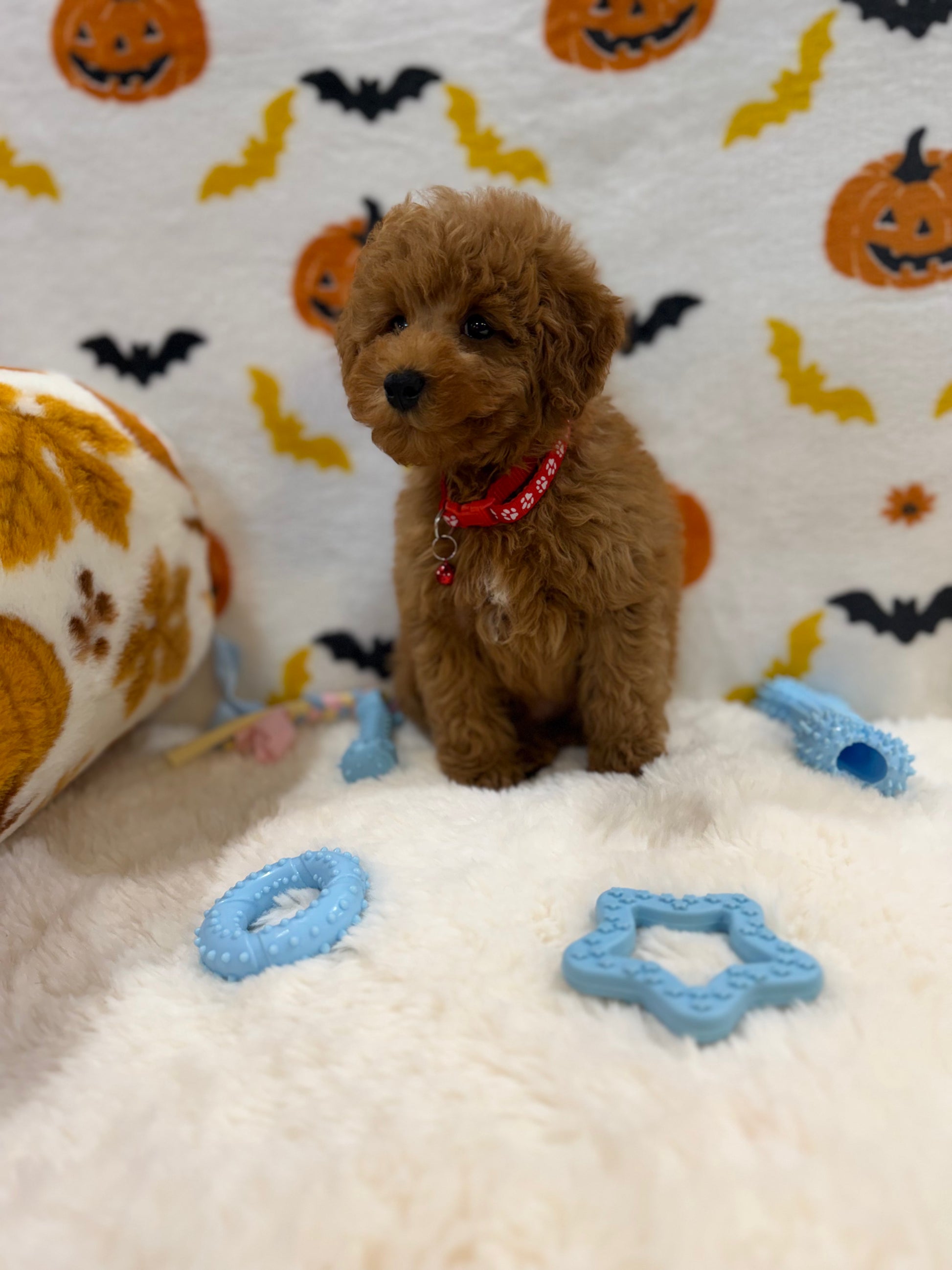 RICE (ACA Toy/Mini Poodle)