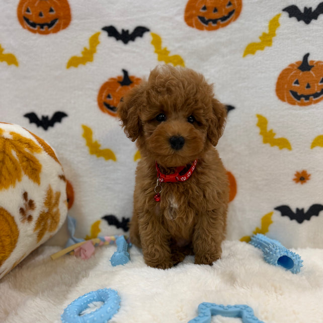 RICE (ACA Toy/Mini Poodle)