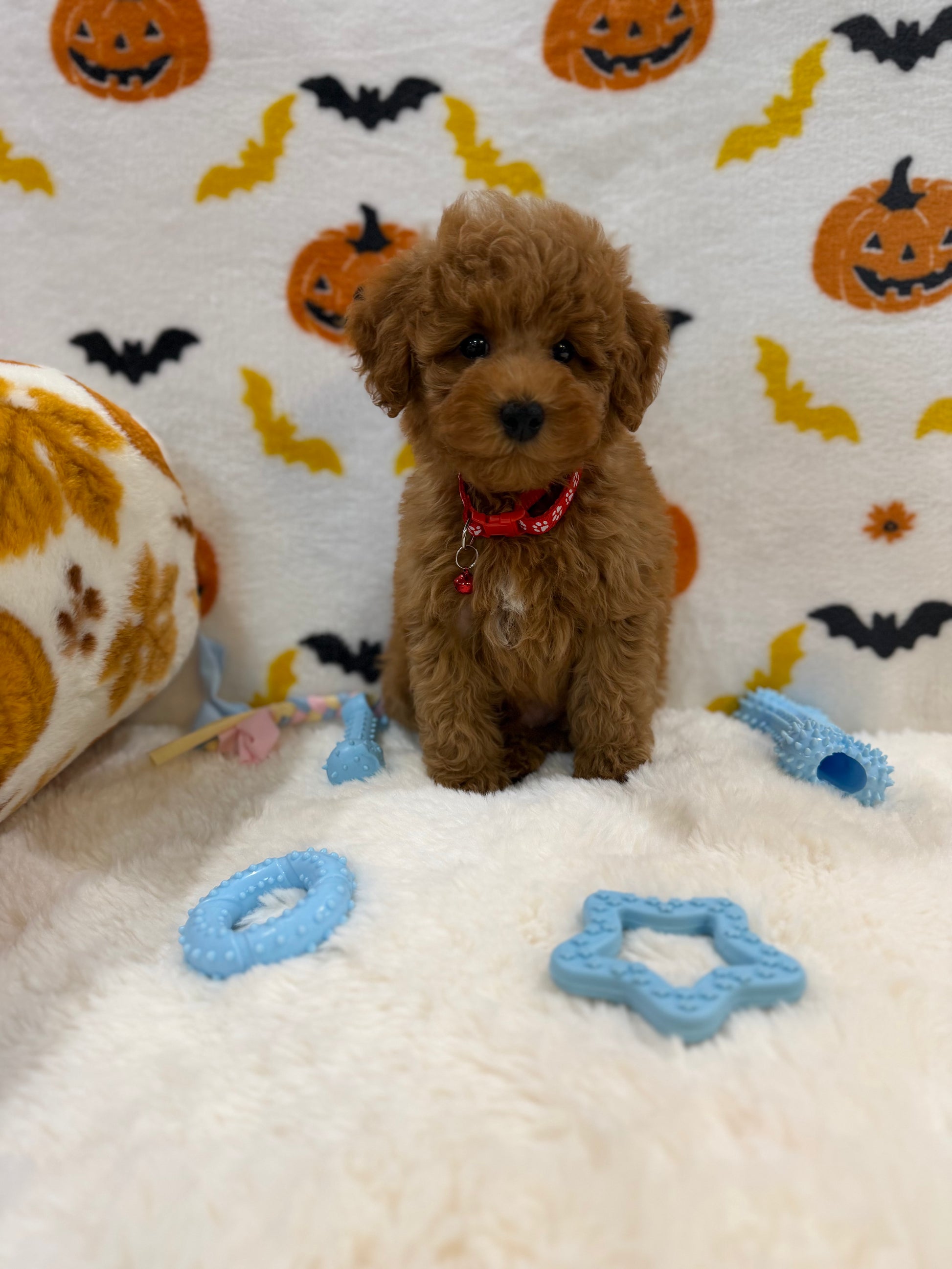 RICE (ACA Toy/Mini Poodle)