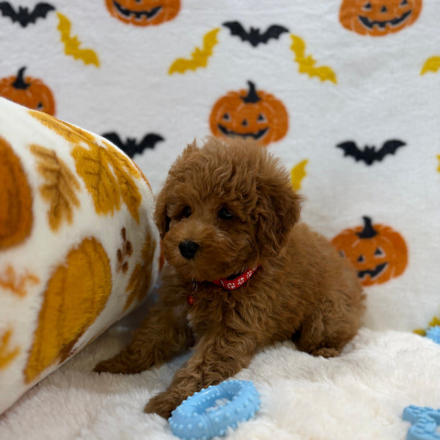 RICE (ACA Toy/Mini Poodle)