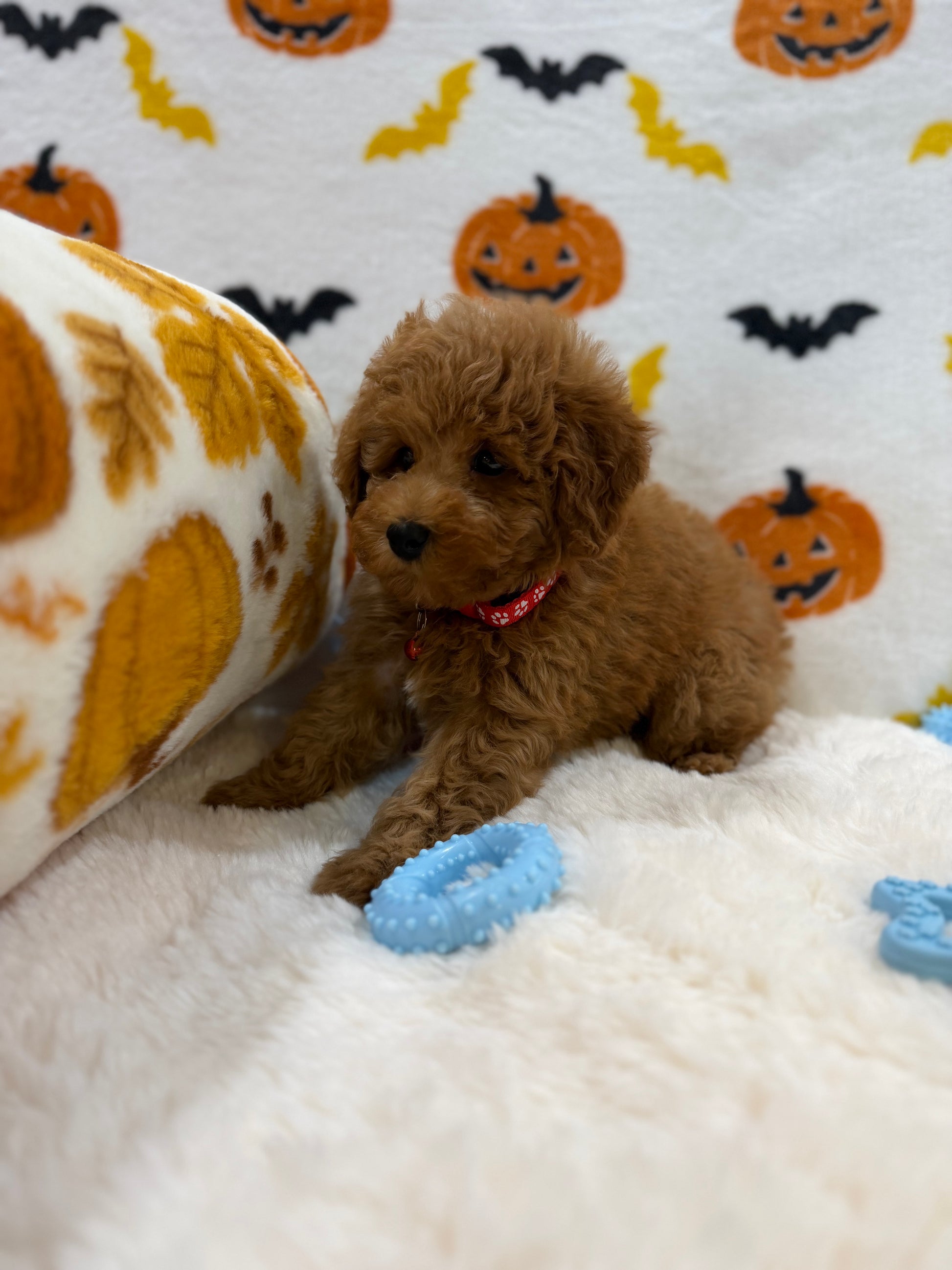 RICE (ACA Toy/Mini Poodle)