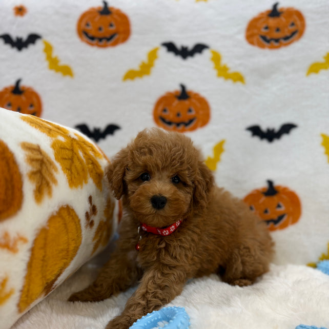 RICE (ACA Toy/Mini Poodle)