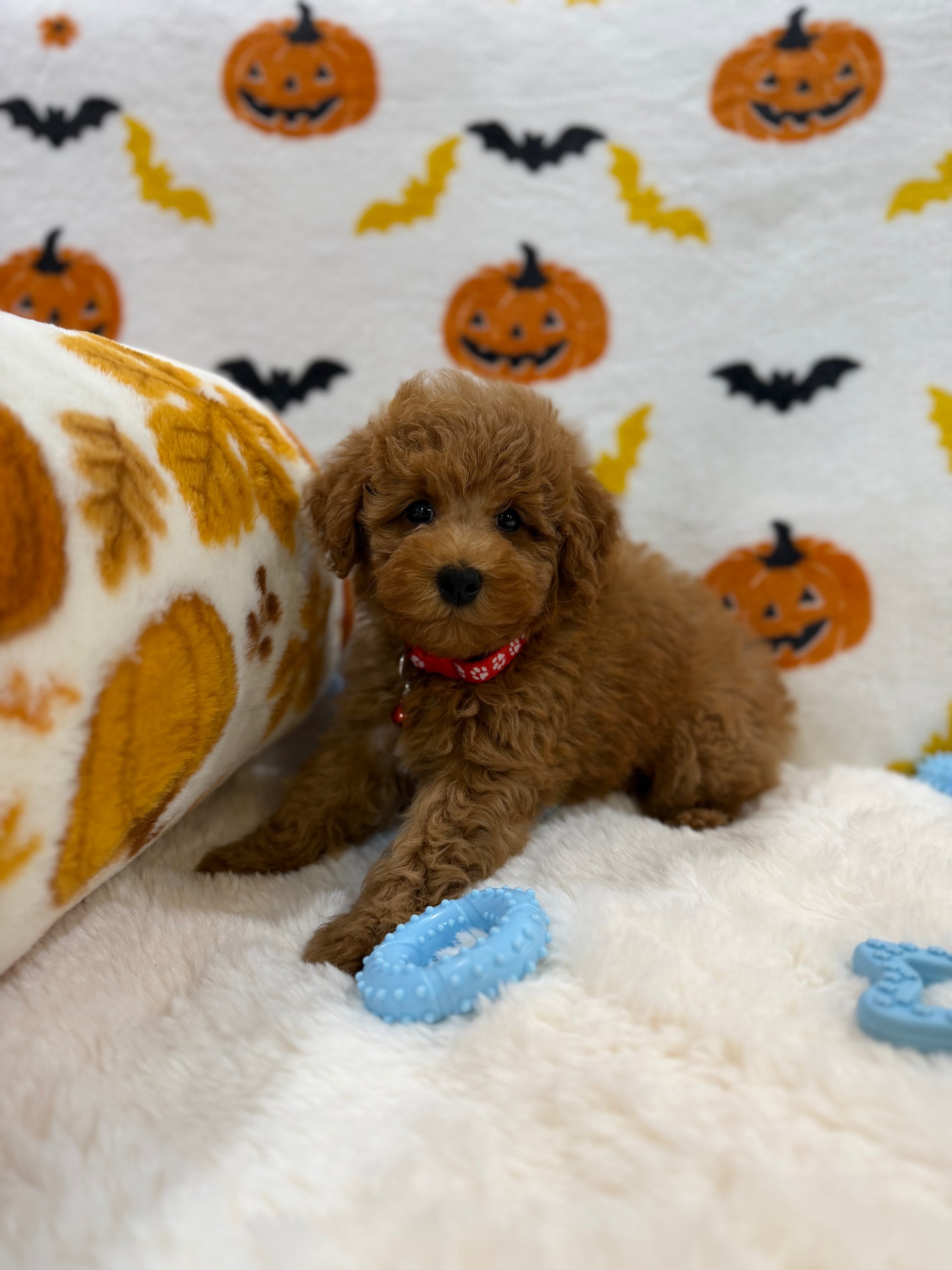 RICE (ACA Toy/Mini Poodle)