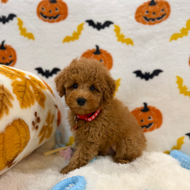 RICE (ACA Toy/Mini Poodle)