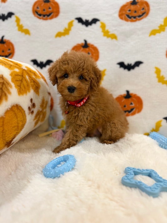 RICE (ACA Toy/Mini Poodle)