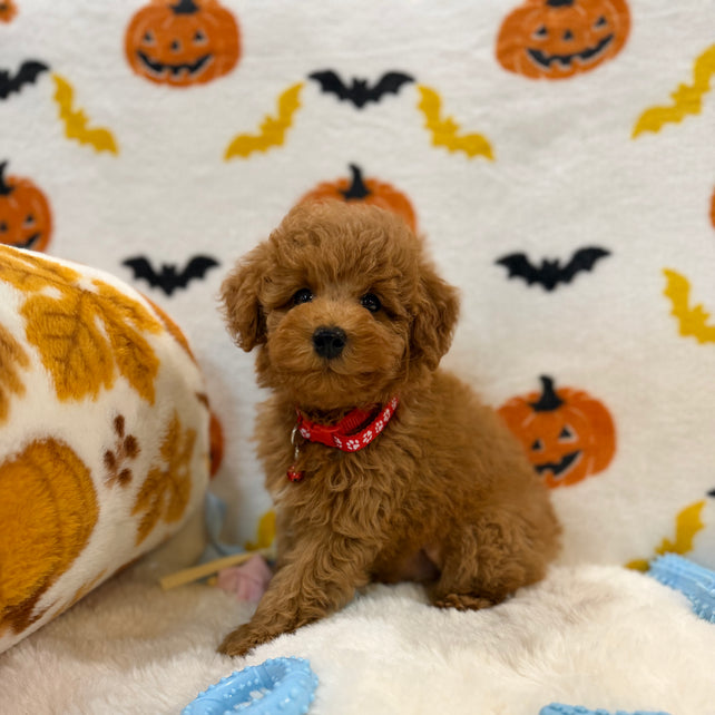 RICE (ACA Toy/Mini Poodle)
