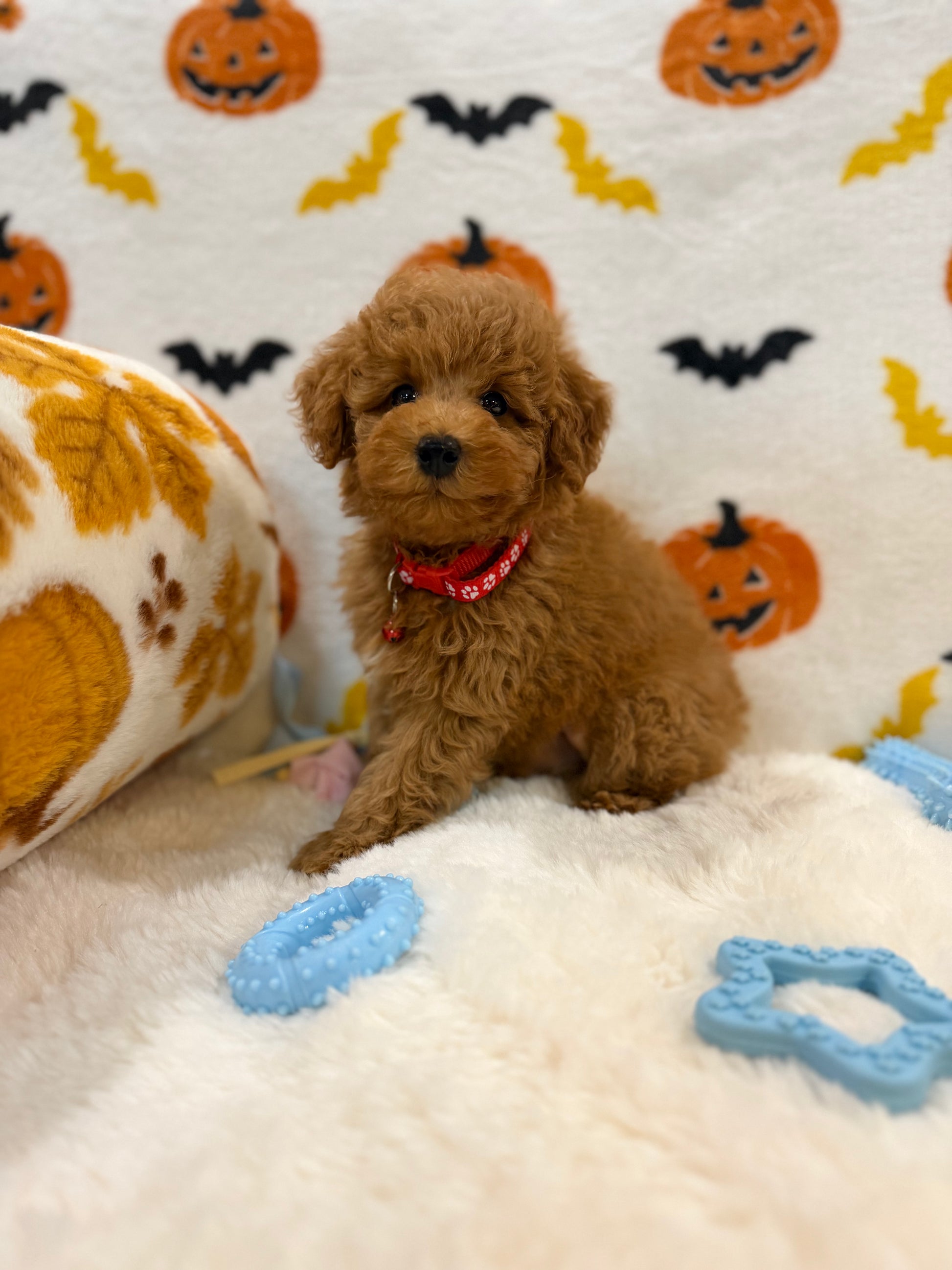 RICE (ACA Toy/Mini Poodle)