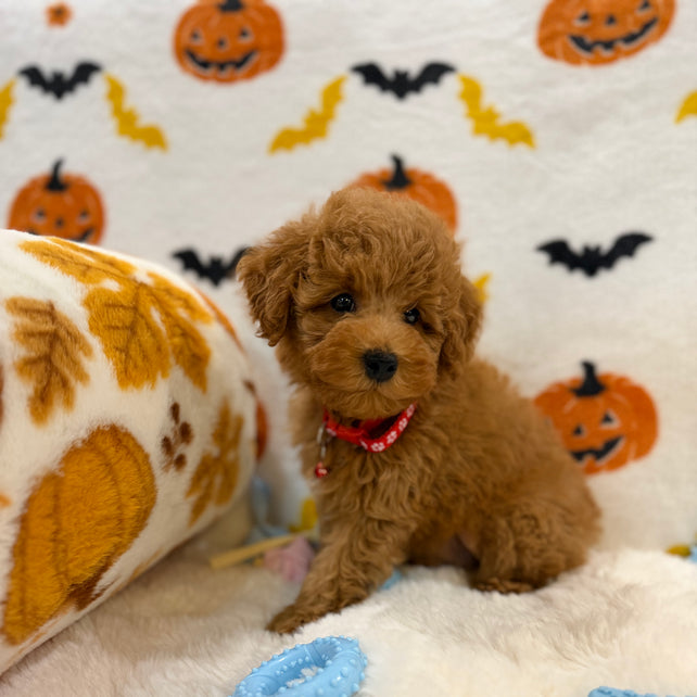 RICE (ACA Toy/Mini Poodle)