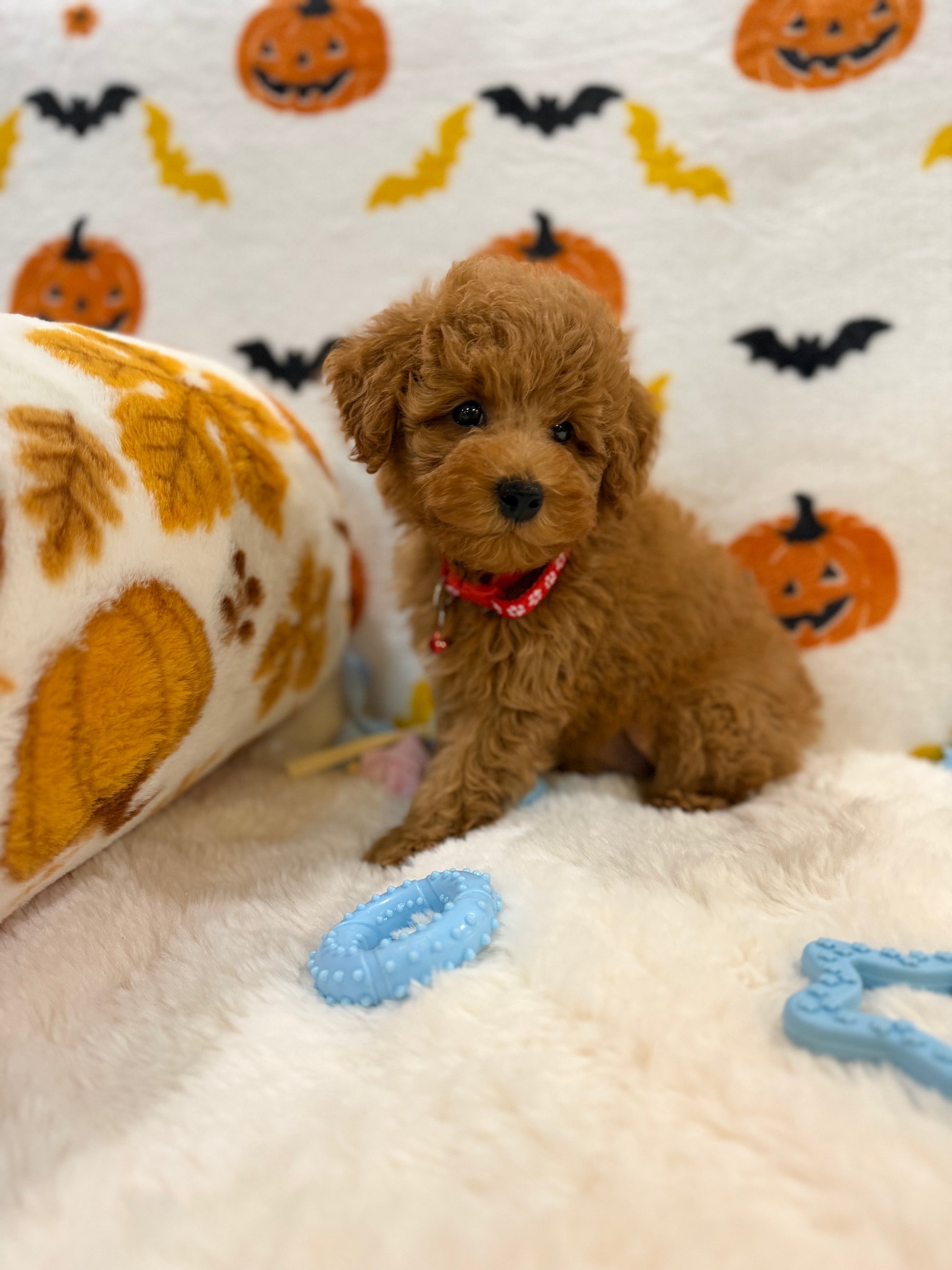RICE (ACA Toy/Mini Poodle)