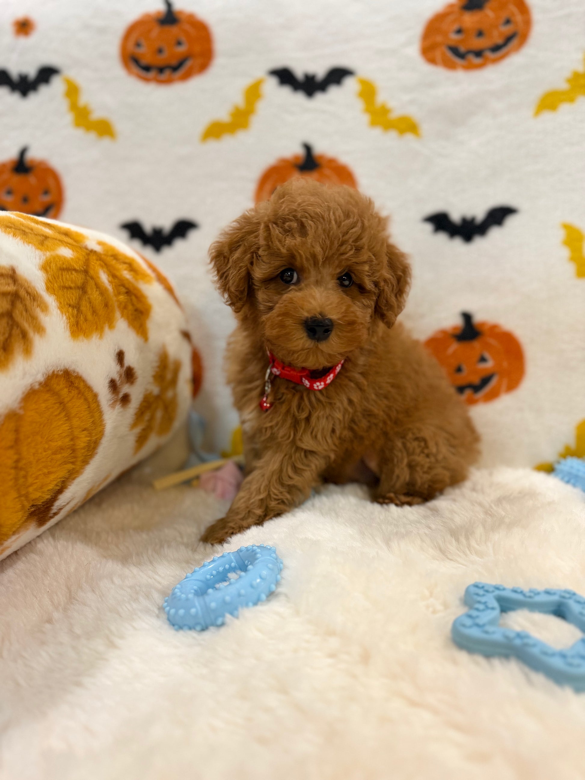 RICE (ACA Toy/Mini Poodle)