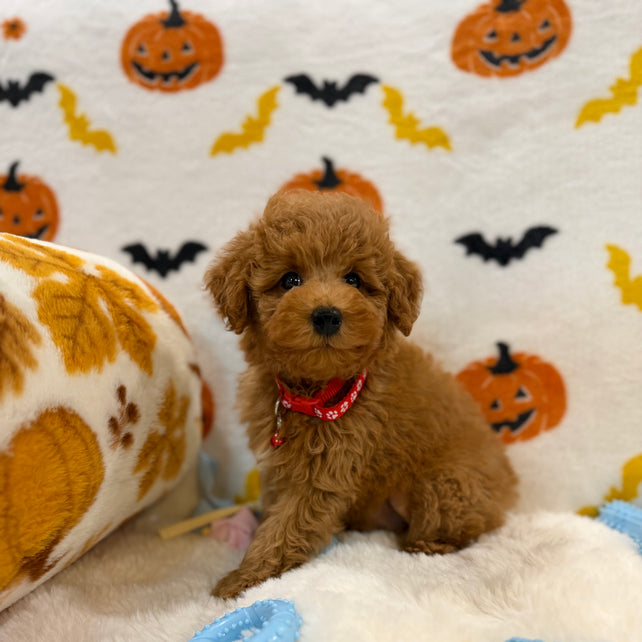 RICE (ACA Toy/Mini Poodle)