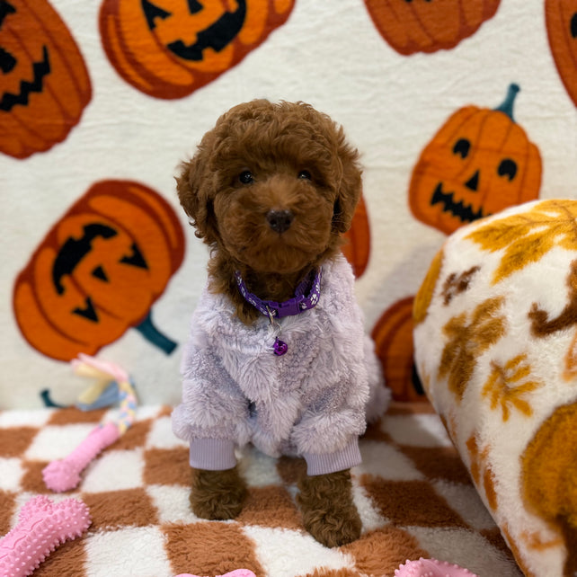 PENNY (Mini Poodle)