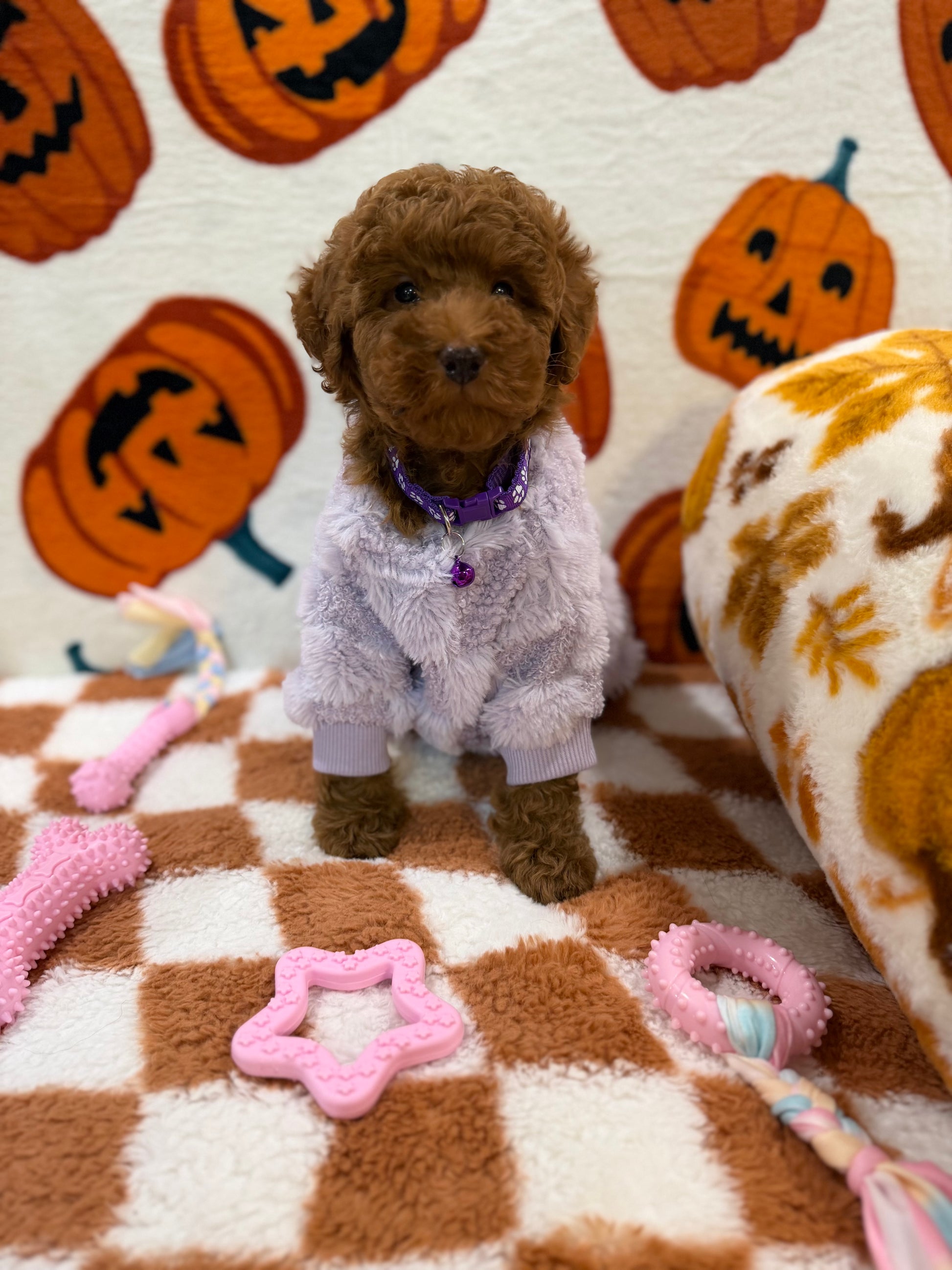 PENNY (Mini Poodle)