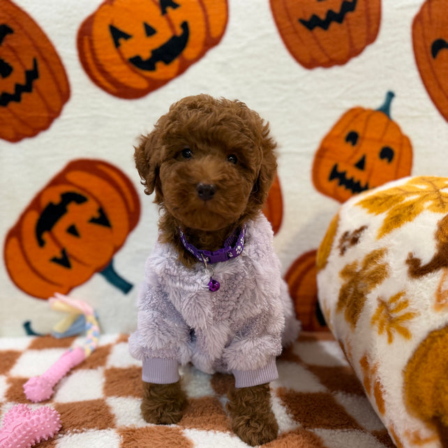 PENNY (Mini Poodle)