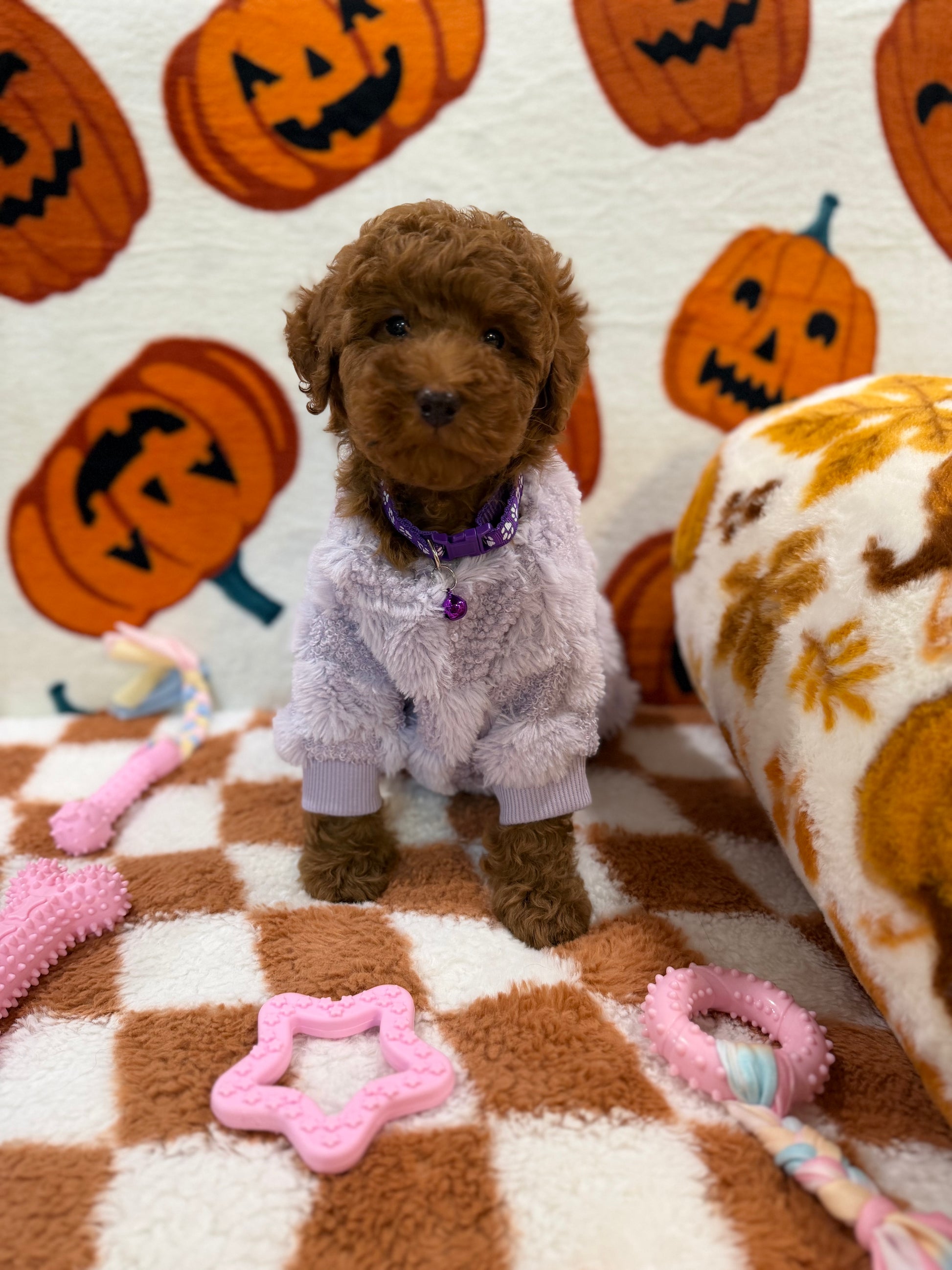 PENNY (Mini Poodle)